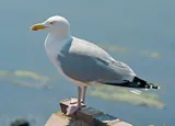 Goéland argenté