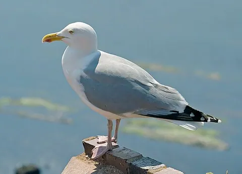 Goéland argenté