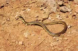 Serpent jarretière