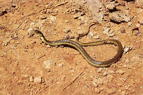 Serpent jarretière
