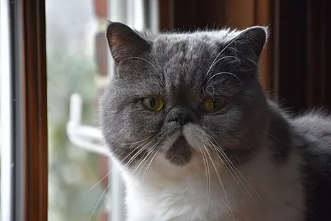Exotic shorthair
