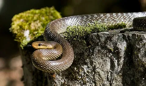 Couleuvre d’esculape