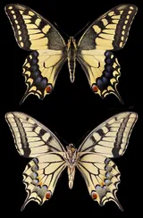 Machaon