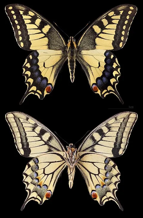 Machaon