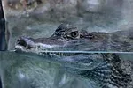 Caïman