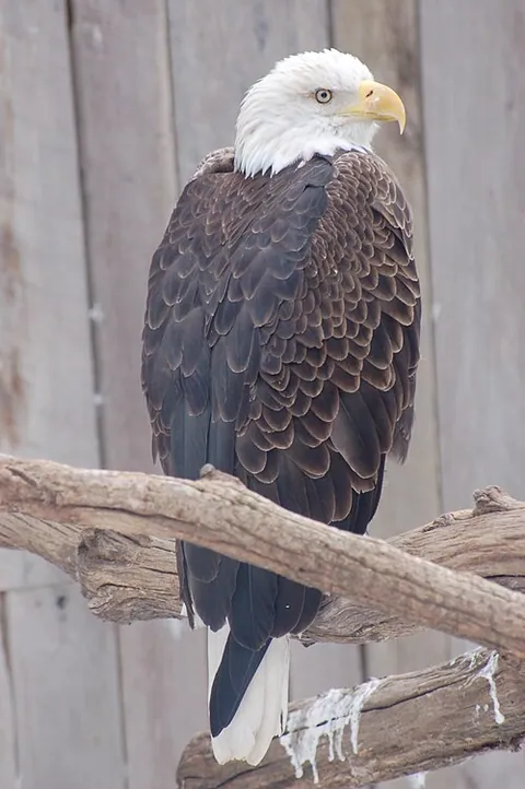 Aigle pêcheur