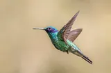 Colibri