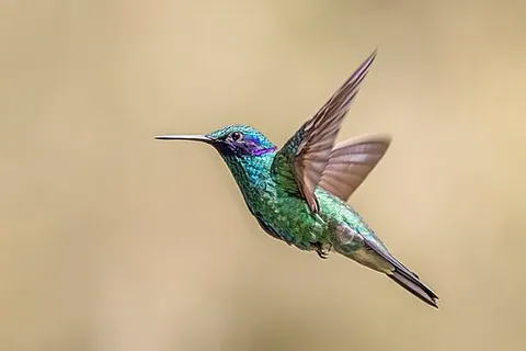 Colibri