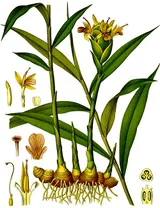 Gingembre