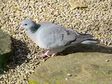 Pigeon