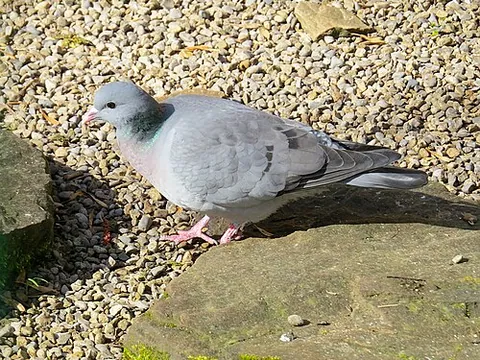 Pigeon