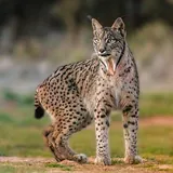 Lynx