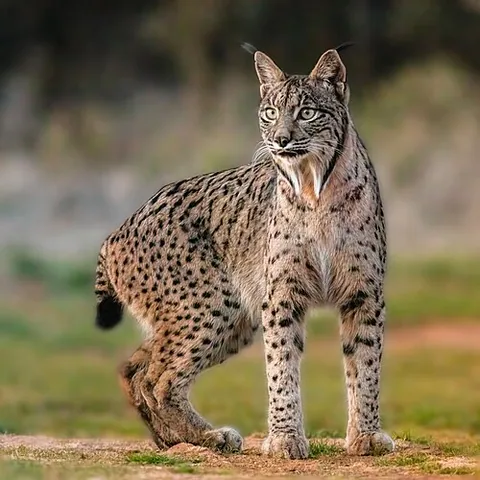 Lynx