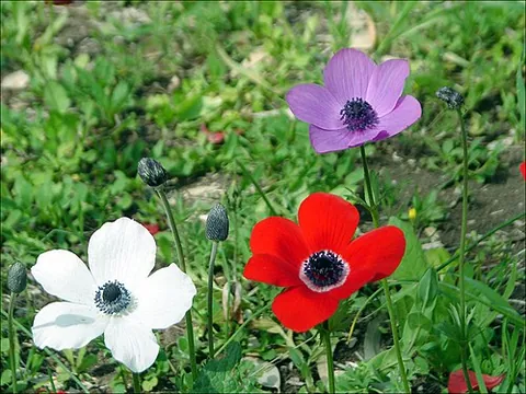 Anémone