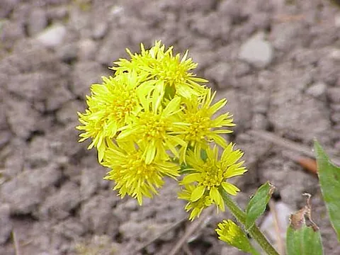 Solidago