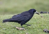 Corbeau freux