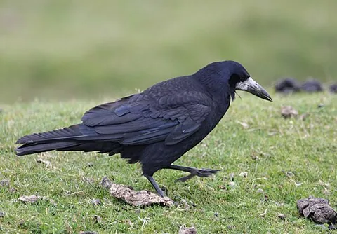 Corbeau freux