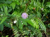 Mimosa pudica