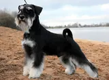 Schnauzer miniature