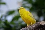 Jaune canari
