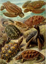 Tortue verte