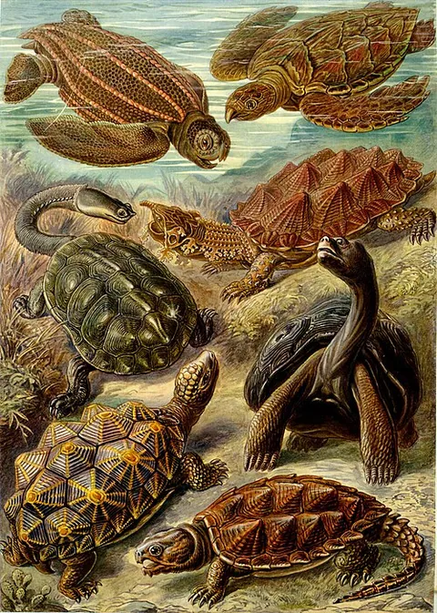 Tortue verte