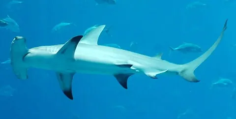Grand requin-marteau