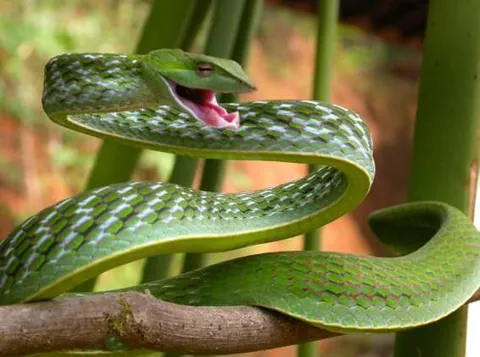 Serpent liane