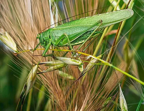 Grande sauterelle verte
