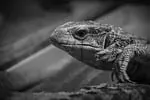 Lézard à collier noir