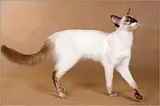Balinais