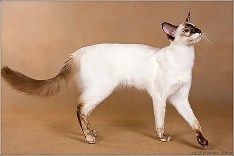Balinais