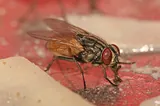 Mouche domestique