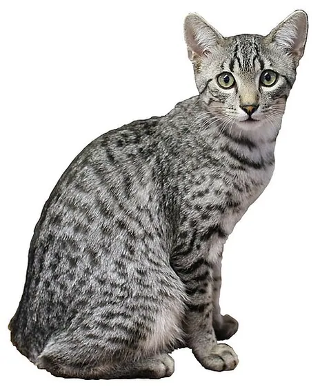 Mau égyptien