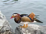 Canard mandarin