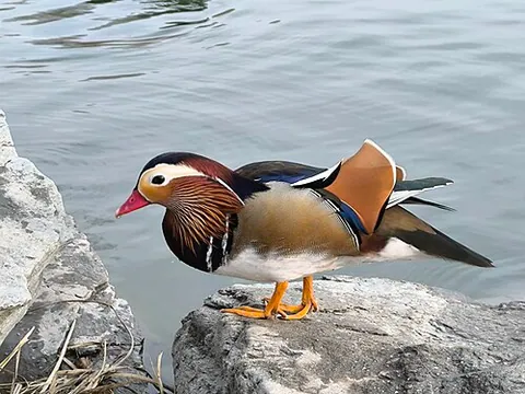 Canard mandarin