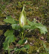 Arum