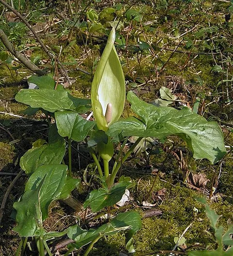 Arum