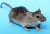 Souris