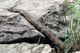 Couleuvre vipérine