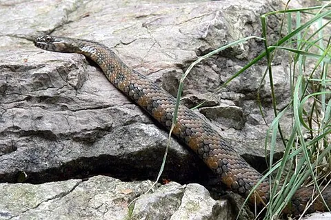 Couleuvre vipérine