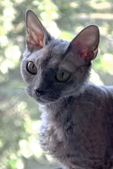 Devon rex