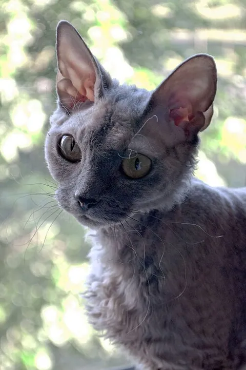 Devon rex