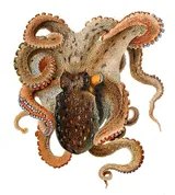 Common octopus