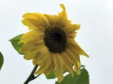 Helianthus