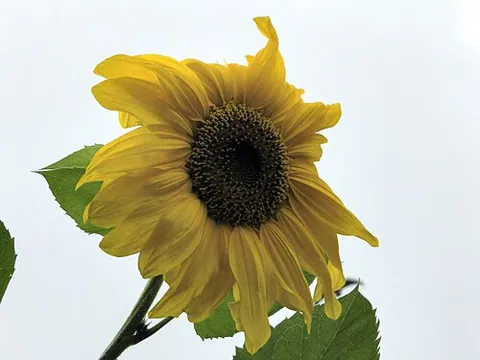 Helianthus