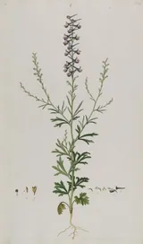 Delphinium
