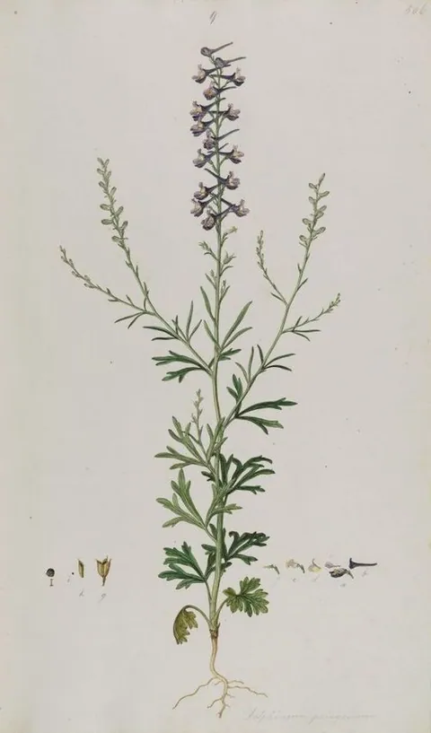 Delphinium