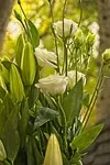 Lisianthus