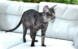 Oriental shorthair